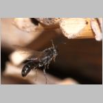 Psenulus sp - Grabwespe 06b 9mm.jpg